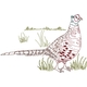 Pheasant