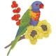 Rainbow Lorikeet