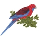 Crimson Rosella