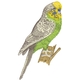 Budgerigar