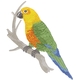 Jenday Conure