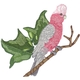 Galah