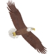 Bald Eagle Flying