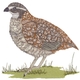 Bobwhite