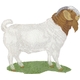 Boer Goat