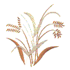 WHEAT