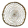 TREE RINGS