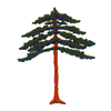 PINE TREE