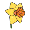 DAFFODIL