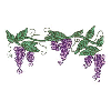 GRAPE VINE