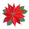 POINSETTIA