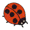 LADYBUG