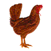 CHICKEN