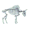 BUFFALO SKELETON