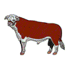 HEREFORD BULL