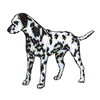 DALMATIAN