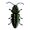 BEETLE