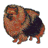 POMERANIAN