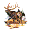 ELK