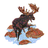 MOOSE