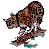 BOBCAT