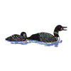 LOON DUCKS