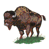 BUFFALO