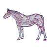 APPALOOSA