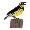 MEADOWLARK