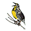 MEADOWLARK