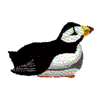 PUFFIN BIRD