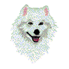 SAMOYED HEAD