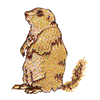 PRAIRIE DOG