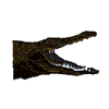 CROCODILE HEAD