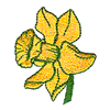 DAFFODIL