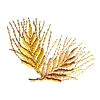 WHEAT