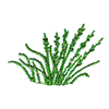 GRASS