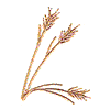 WHEAT