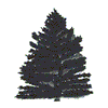 BLUE SPRUCE PINE TREE