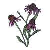 PURPLE CONE FLOWERS