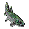 CHINOOK SALMON