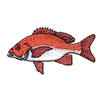 RED SNAPPER