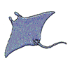 MANTA RAY