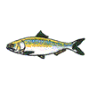 AMERICAN SHAD