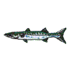 GREAT BARRACUDA