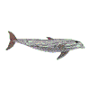 BOTTLENOSE DOLPHIN