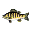 PERCH FISH