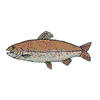 LAKE TROUT