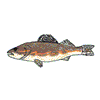 SAUGER