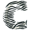 ZEBRA ALPHABET C